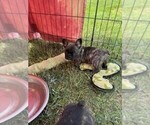 Puppy Puppy 4 French Bulldog