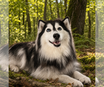 Small #1 Siberian Husky