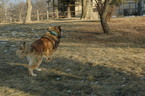 Small Photo #1 Tibetan Mastiff Puppy For Sale in LAWSON, MO, USA