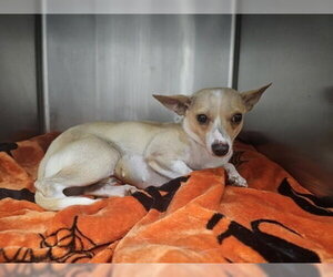 Chihuahua-Unknown Mix Dogs for adoption in Oak Bluffs, MA, USA