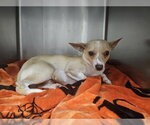 Small Chihuahua Mix