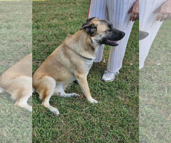 Medium Photo #12 Black Mouth Cur-Unknown Mix Puppy For Sale in Wakefield, RI, USA