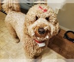 Small Photo #7 Goldendoodle Puppy For Sale in AUBURN, IN, USA