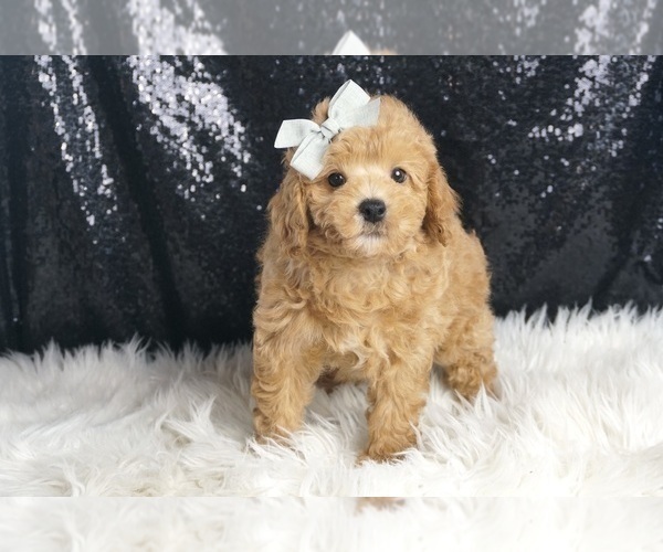 Medium Photo #2 Poodle (Toy) Puppy For Sale in WARSAW, IN, USA