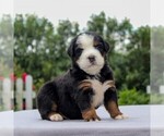 Small Photo #5 Bernese Mountain Dog Puppy For Sale in NARVON, PA, USA