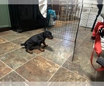 Small #8 Doberman Pinscher