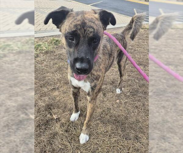 Medium Photo #2 Dutch Shepherd -Unknown Mix Puppy For Sale in Decatur, IL, USA