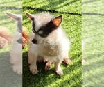 Small Chihuahua Mix