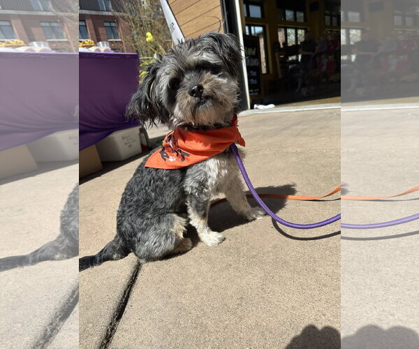 Medium Photo #5 Mutt Puppy For Sale in Bellevue, WA, USA