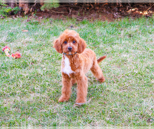 Medium Photo #4 Cavapoo (Miniature) Puppy For Sale in SYRACUSE, IN, USA