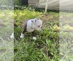 Small #2 Boston Terrier