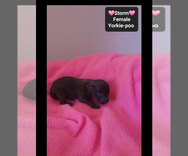 Medium Photo #2 Yorkipoo Puppy For Sale in TUCSON, AZ, USA