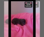 Small #1 Yorkipoo