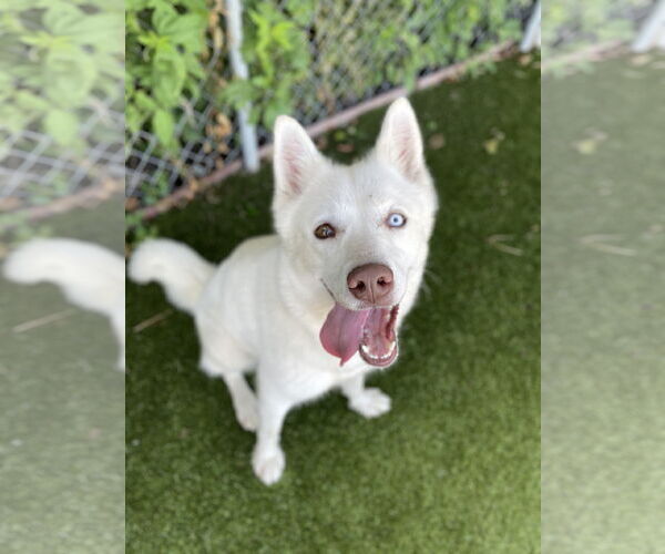 Medium Photo #1 Siberian Husky-Unknown Mix Puppy For Sale in Rowlett, TX, USA