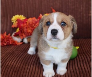 Cardigan Welsh Corgi Puppy for sale in LIVERMORE, CO, USA