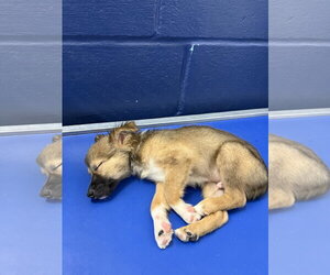 Beep 2mo AVA 10/7 Kids 10 + Only - Male Chihuahua-Unknown Mix Dog for Adoption - Photo #2