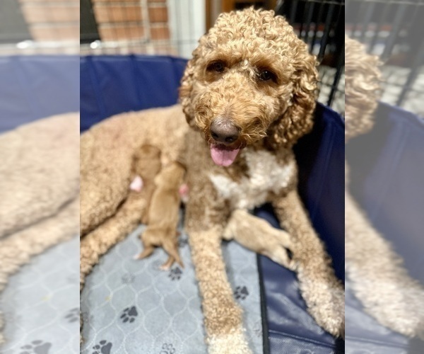 Medium Photo #8 Goldendoodle Puppy For Sale in ORANGEVALE, CA, USA