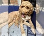 Small Photo #8 Goldendoodle Puppy For Sale in ORANGEVALE, CA, USA