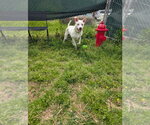 Small #5 Mutt