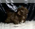 Small #4 Shih Tzu