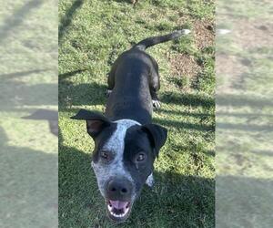 American Pit Bull Terrier-Unknown Mix Dogs for adoption in Bakersfield, CA, USA