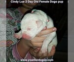 Small Photo #3 Dogo Argentino Puppy For Sale in PINEVILLE, MO, USA