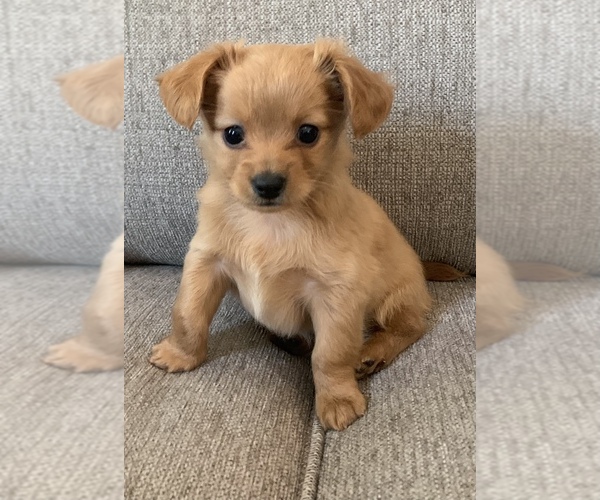 Medium Photo #2 Chiweenie Puppy For Sale in CLOVER, SC, USA