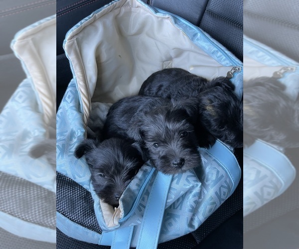 Medium Photo #1 Schnauzer (Miniature) Puppy For Sale in TECUMSEH, OK, USA