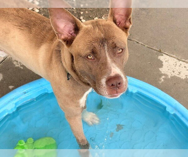 Medium Photo #1 Mutt Puppy For Sale in Tulsa, OK, USA