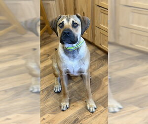 Mutt Dogs for adoption in Duluth, MN, USA