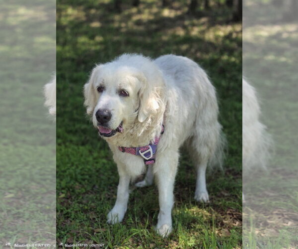 Medium Photo #3 Great Pyrenees Puppy For Sale in Spring, TX, USA