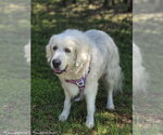 Small #2 Great Pyrenees