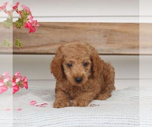 Poodle (Miniature) Puppy for sale in GAP, PA, USA