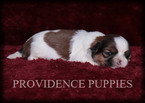 Small Photo #6 Shih Tzu Puppy For Sale in COPPOCK, IA, USA