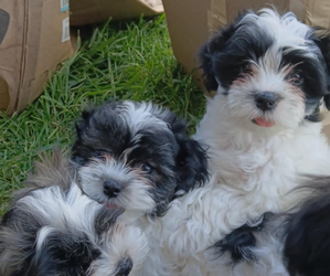 Shih-Poo Puppy for sale in DUNBAR, PA, USA