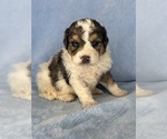 Small Photo #4 Bernedoodle (Miniature) Puppy For Sale in STERRETT, AL, USA