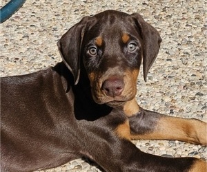 Doberman Pinscher Puppy for sale in SUGAR LAND, TX, USA