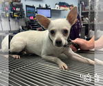Small #1 Chihuahua Mix