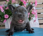 Puppy Isaac French Bulldog
