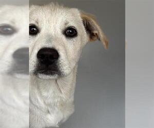 Labrador Retriever-Unknown Mix Dogs for adoption in Houston, TX, USA