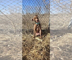 Labrador Retriever-Unknown Mix Dogs for adoption in Estherville, IA, USA