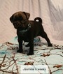 Small Photo #4 Pug Puppy For Sale in PARSONS, KS, USA