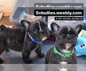 French Bulldog Puppy for sale in PORT ORCHARD, WA, USA