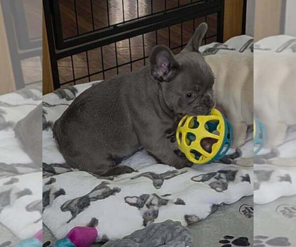 Medium Photo #9 French Bulldog Puppy For Sale in BOSTON, KY, USA