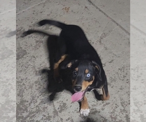 Australian Shepherd-Xoloitzcuintli (Mexican Hairless) Mix Puppy for sale in PATTERSON, CA, USA