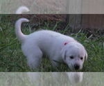 Puppy Finn Anatolian Shepherd-Labrador Retriever Mix