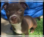 Image preview for Ad Listing. Nickname: Litter of 3