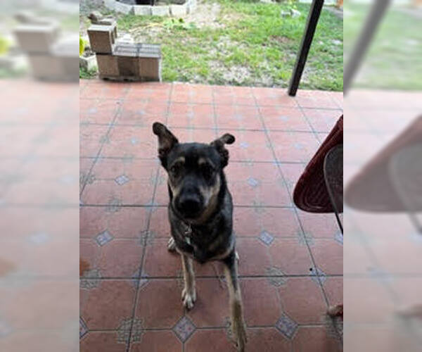 Medium Photo #2 Gerberian Shepsky Puppy For Sale in Miami, FL, USA