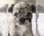 Small #1 French Bulldog