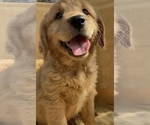 Small Golden Retriever